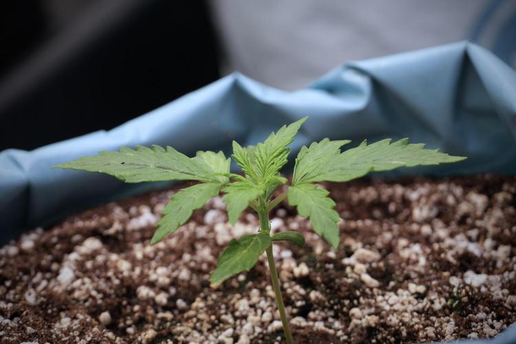 Cosmic Noodles a Zamnesia Dish. Week 2 - Plant A