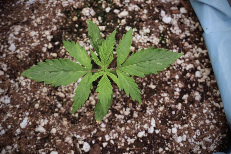 Cosmic Noodles a Zamnesia Dish. Week 2 - Plant A