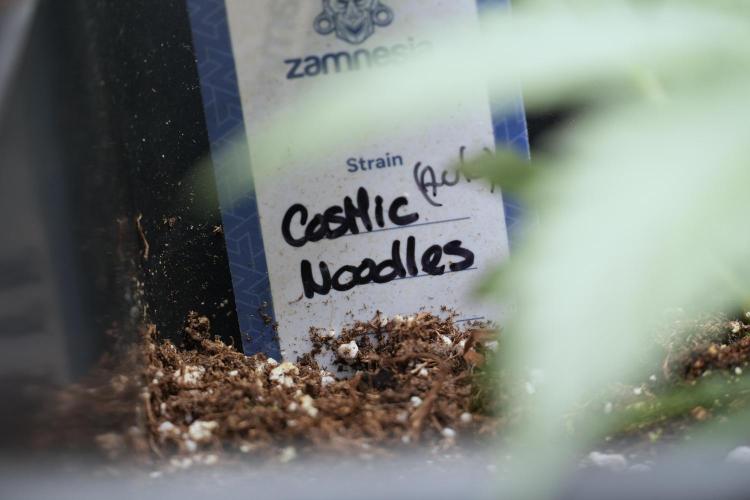 Cosmic Noodles a Zamnesia Dish. Week 2 - Plant B