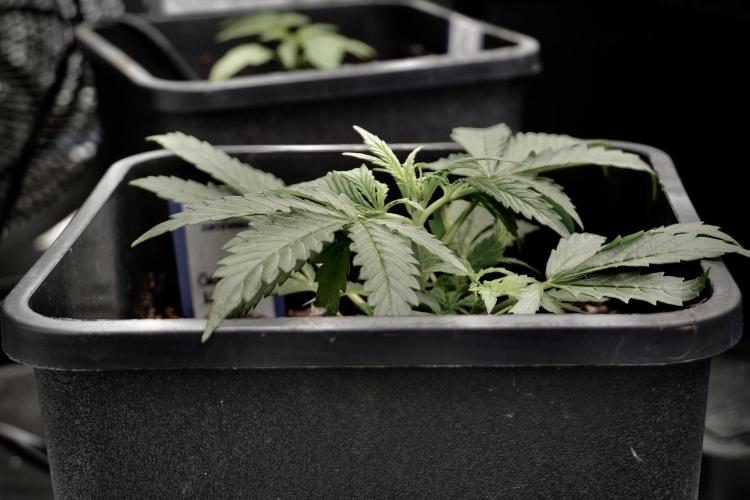 Cosmic Noodles a Zamnesia Dish. Week 2 - Plant B