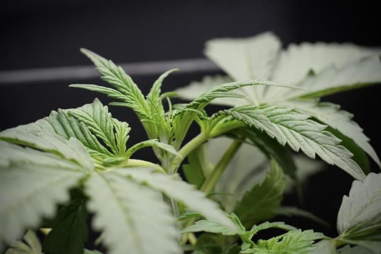 Cosmic Noodles a Zamnesia Dish. Week 2 - Plant B