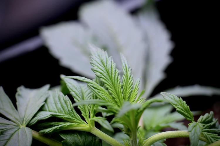 Cosmic Noodles a Zamnesia Dish. Week 2 - Plant B