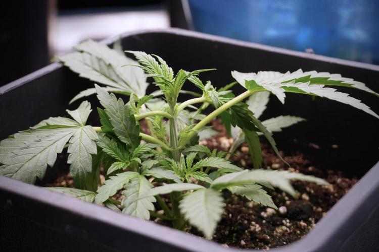 Cosmic Noodles a Zamnesia Dish. Week 2 - Plant B