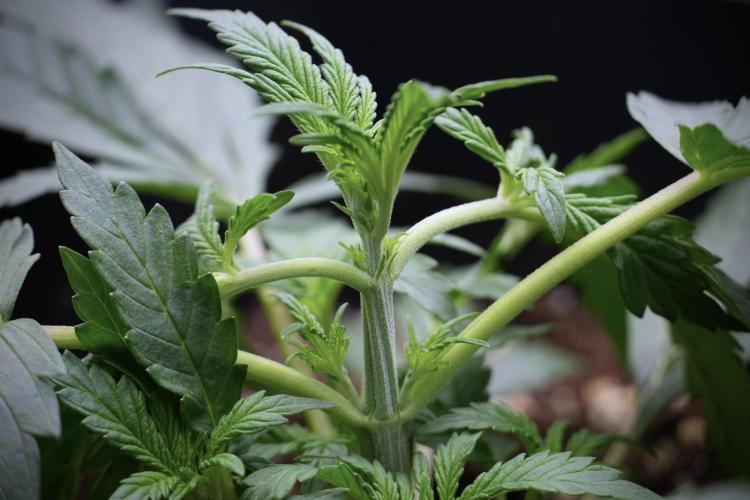 Cosmic Noodles a Zamnesia Dish. Week 2 - Plant B