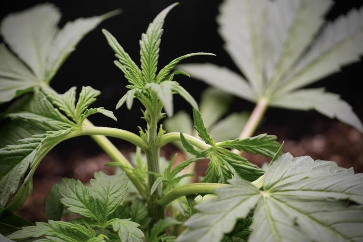 Cosmic Noodles a Zamnesia Dish. Week 2 - Plant B