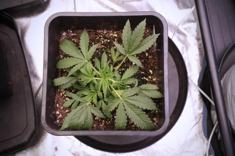 Cosmic Noodles a Zamnesia Dish. Week 2 - Plant B