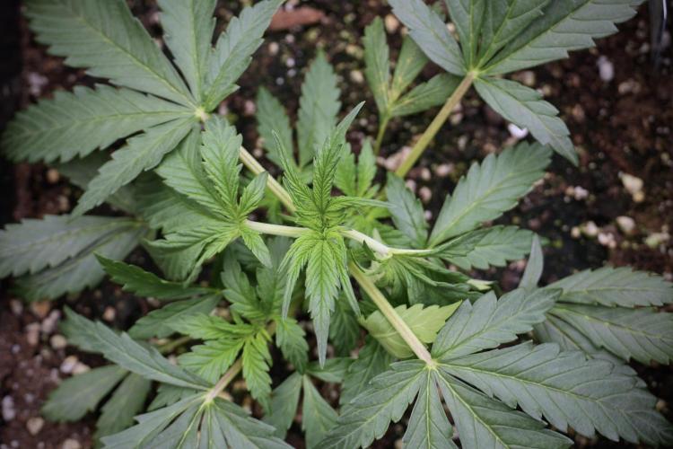 Cosmic Noodles a Zamnesia Dish. Week 2 - Plant B