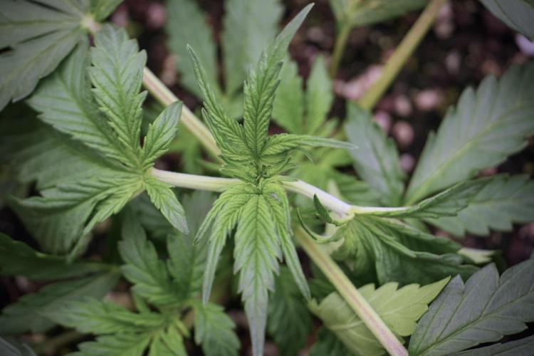 Cosmic Noodles a Zamnesia Dish. Week 2 - Plant B