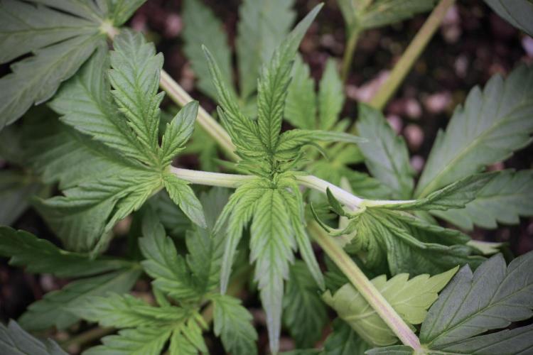 Cosmic Noodles a Zamnesia Dish. Week 2 - Plant B