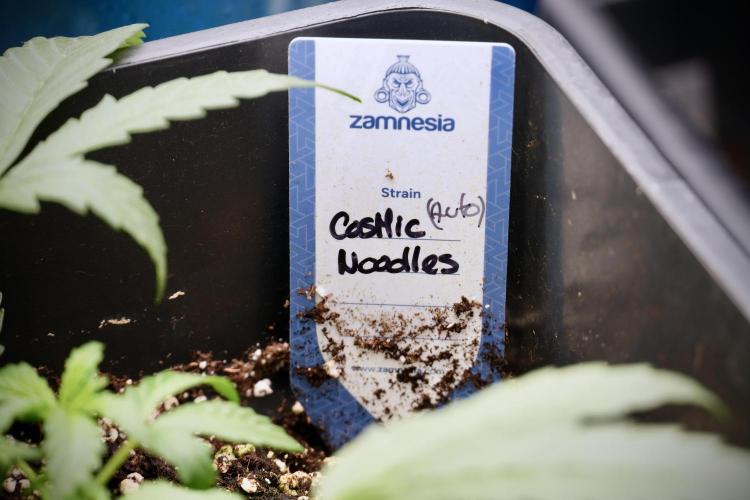 Cosmic Noodles a Zamnesia Dish. Week 2 - Plant B