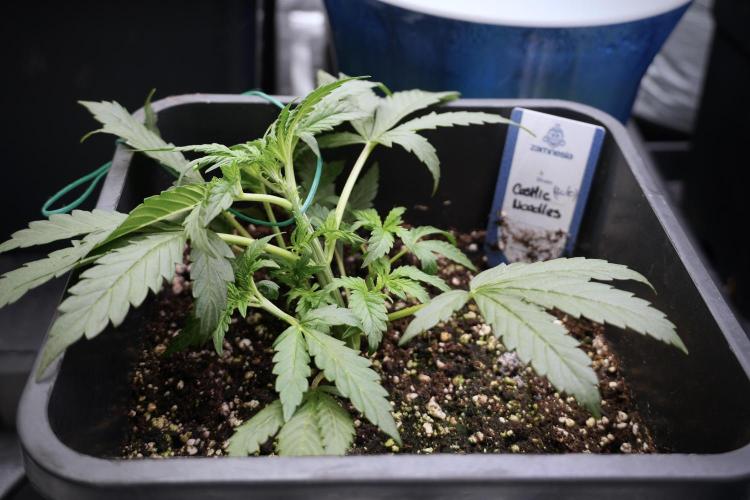 Cosmic Noodles a Zamnesia Dish. Week 2 - Plant B