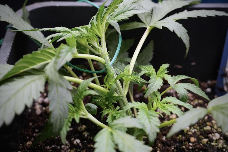 Cosmic Noodles a Zamnesia Dish. Week 2 - Plant B