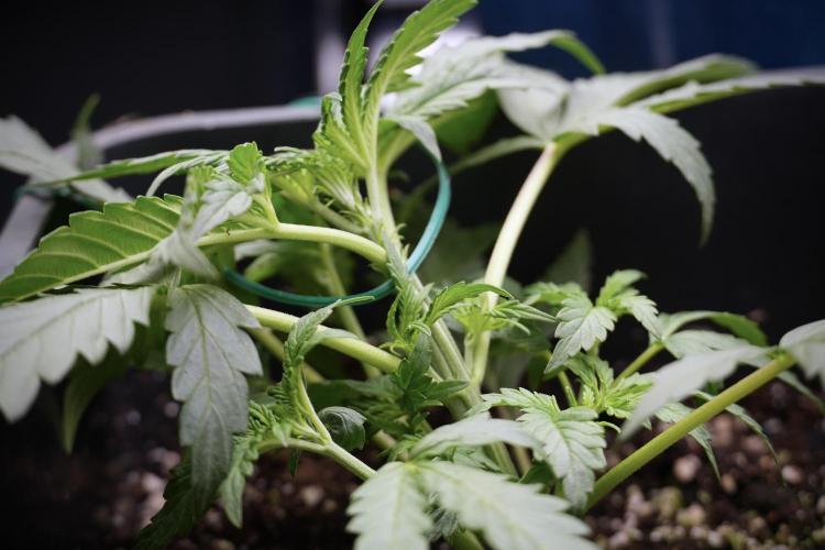 Cosmic Noodles a Zamnesia Dish. Week 2 - Plant B