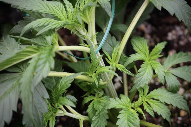 Cosmic Noodles a Zamnesia Dish. Week 2 - Plant B