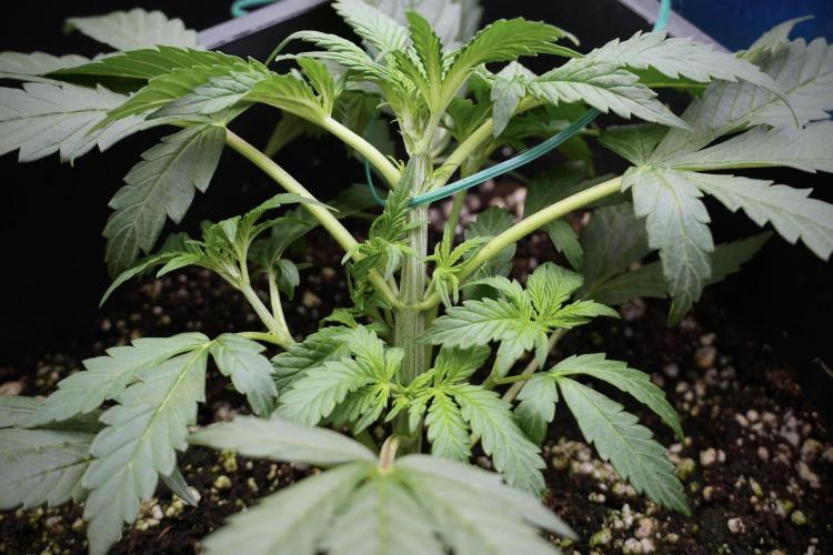 Cosmic Noodles a Zamnesia Dish. Week 2 - Plant B