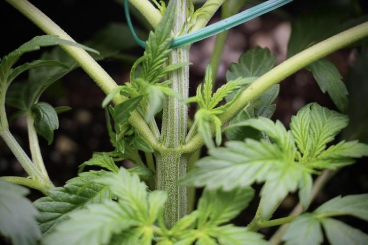 Cosmic Noodles a Zamnesia Dish. Week 2 - Plant B