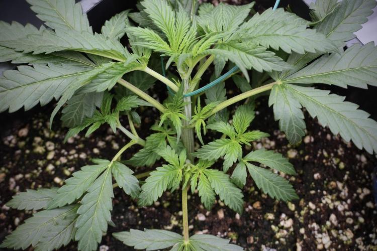 Cosmic Noodles a Zamnesia Dish. Week 2 - Plant B