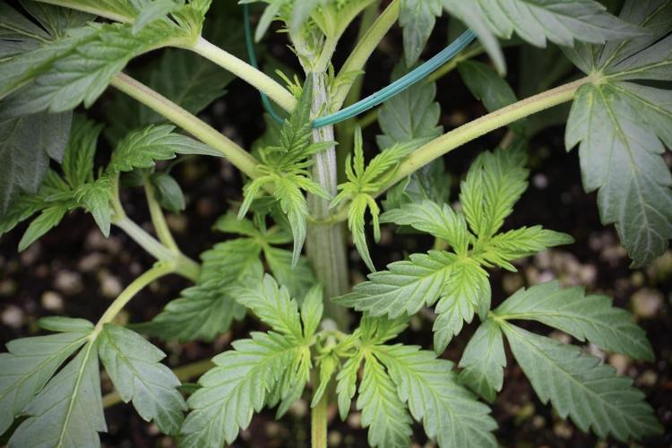 Cosmic Noodles a Zamnesia Dish. Week 2 - Plant B