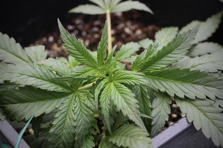 Cosmic Noodles a Zamnesia Dish. Week 2 - Plant B