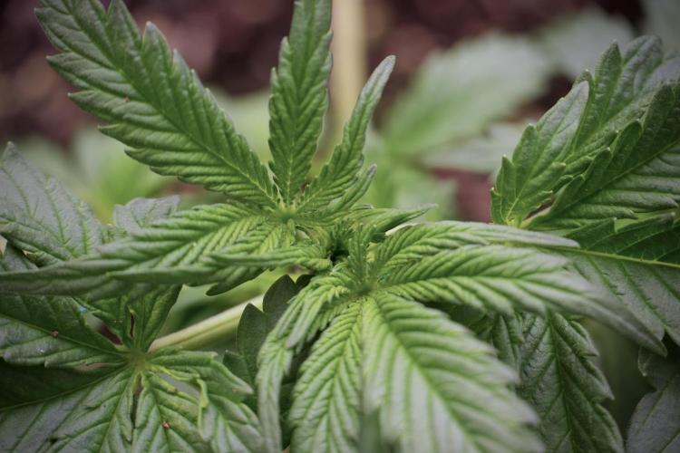 Cosmic Noodles a Zamnesia Dish. Week 2 - Plant B