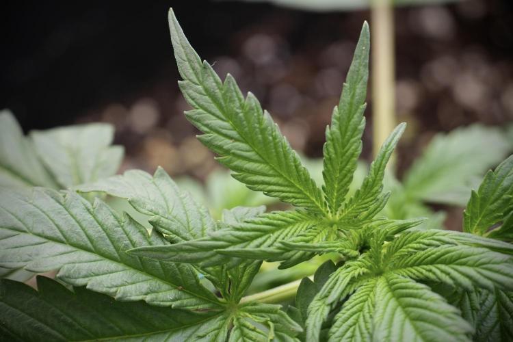 Cosmic Noodles a Zamnesia Dish. Week 2 - Plant B