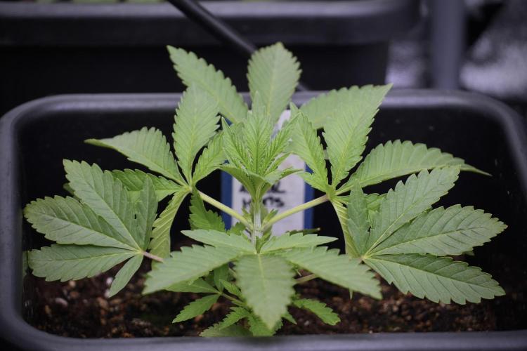 Cosmic Noodles a Zamnesia Dish. Week 2 - Plant B