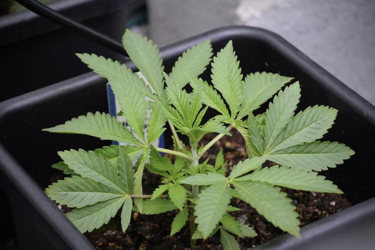 Cosmic Noodles a Zamnesia Dish. Week 2 - Plant B