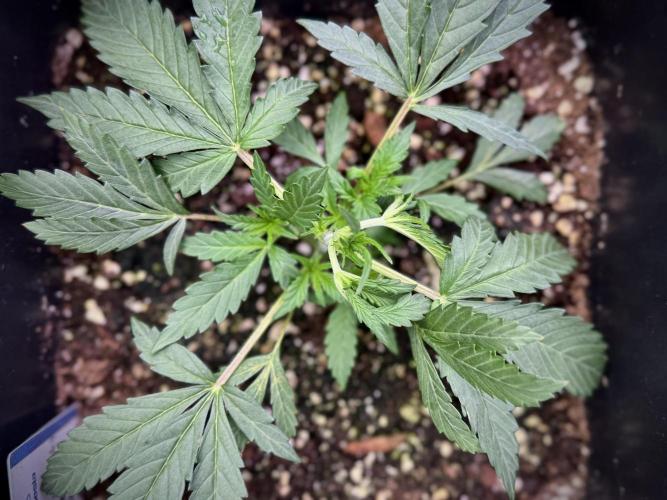 Cosmic Noodles a Zamnesia Dish. Week 2 - Plant B