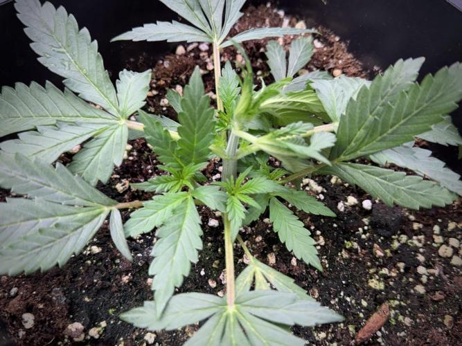 Cosmic Noodles a Zamnesia Dish. Week 2 - Plant B