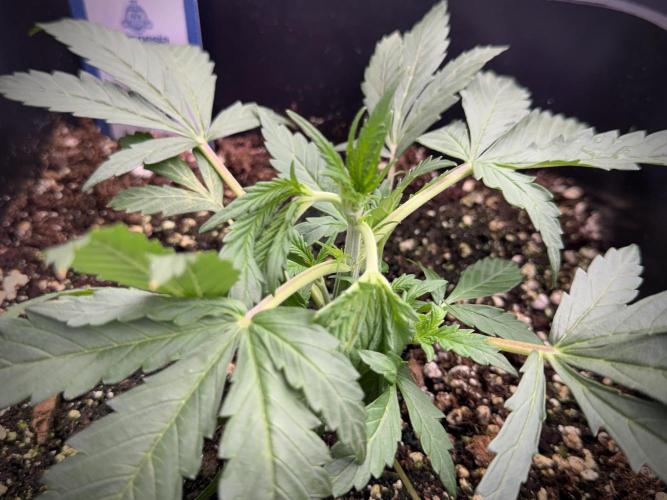 Cosmic Noodles a Zamnesia Dish. Week 2 - Plant B