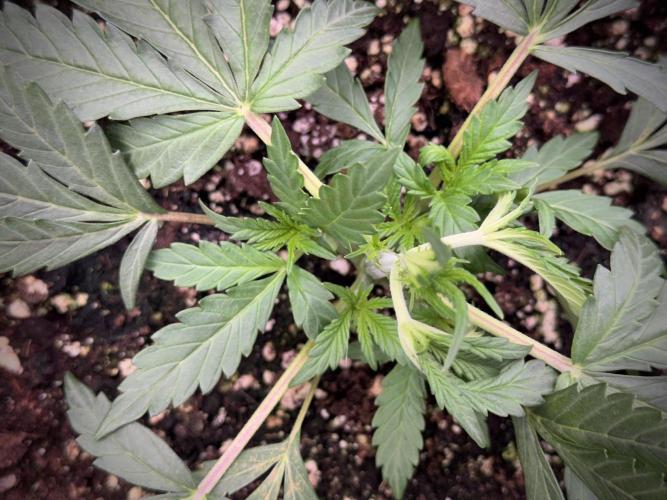 Cosmic Noodles a Zamnesia Dish. Week 2 - Plant B