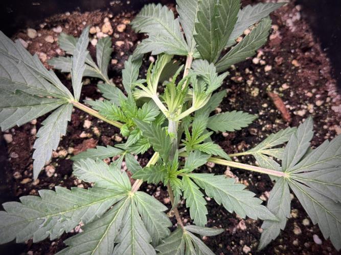 Cosmic Noodles a Zamnesia Dish. Week 2 - Plant B