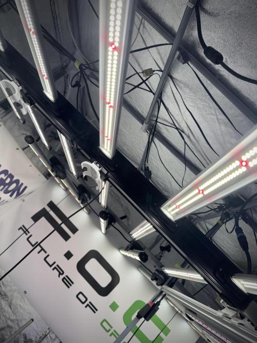 Cosmic Noodles a Zamnesia Dish. Week 2 - Room Vibes