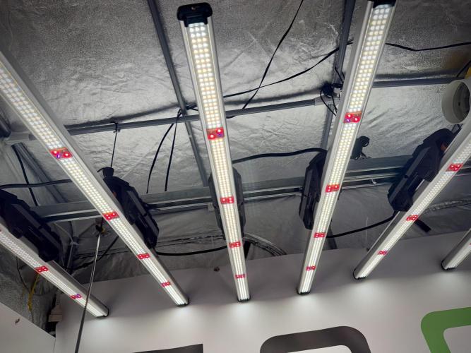 Cosmic Noodles a Zamnesia Dish. Week 2 - Room Vibes