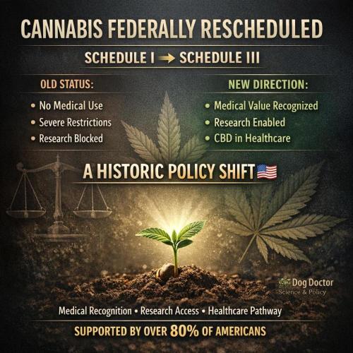 Cosmic Noodles a Zamnesia Dish. Week 2 - Big News Alert