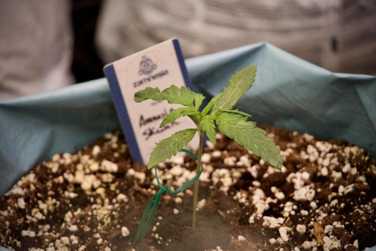 Amnesia Skunk The Zamnesia Way. Week 2 - Amnesia Skunk