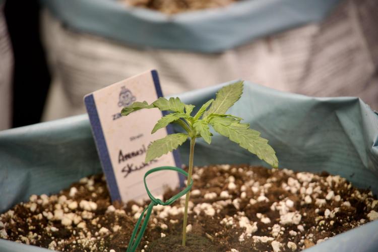 Amnesia Skunk The Zamnesia Way. Week 2 - Amnesia Skunk