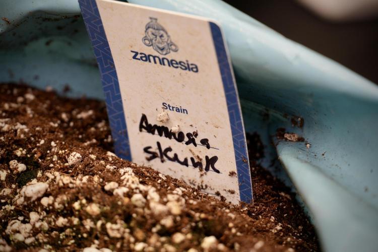 Amnesia Skunk The Zamnesia Way. Week 2 - Amnesia Skunk