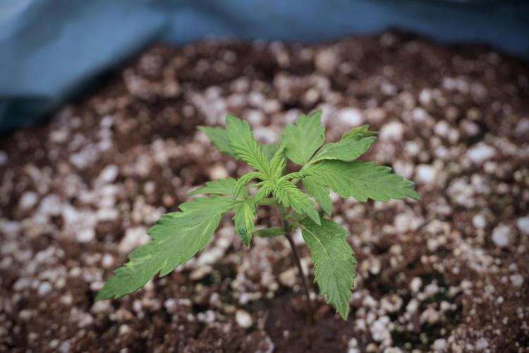 Amnesia Skunk The Zamnesia Way. Week 2 - Amnesia Skunk