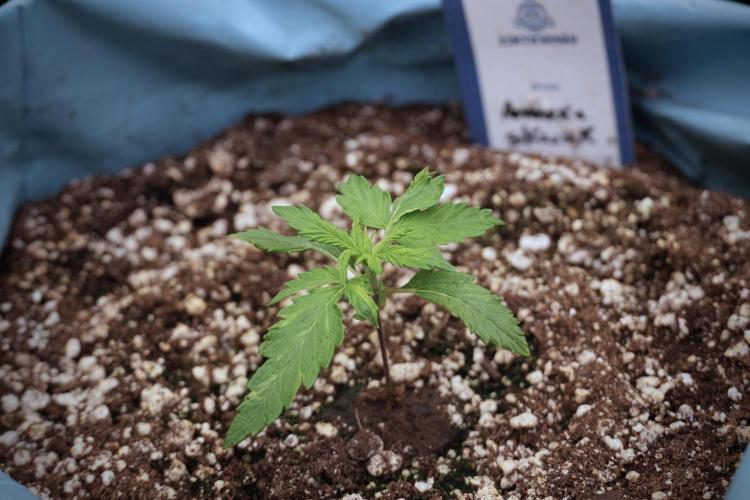 Amnesia Skunk The Zamnesia Way. Week 2 - Amnesia Skunk