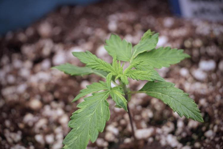 Amnesia Skunk The Zamnesia Way. Week 2 - Amnesia Skunk