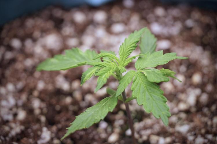 Amnesia Skunk The Zamnesia Way. Week 2 - Amnesia Skunk