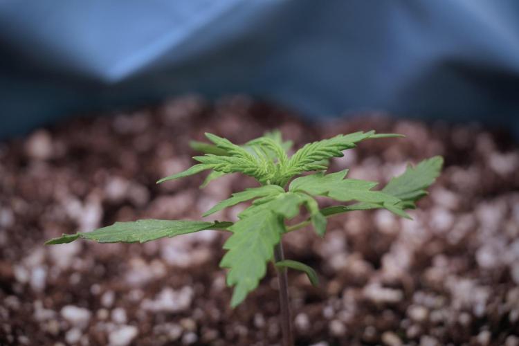 Amnesia Skunk The Zamnesia Way. Week 2 - Amnesia Skunk