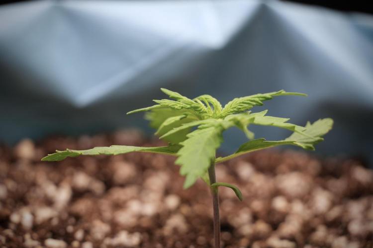 Amnesia Skunk The Zamnesia Way. Week 2 - Amnesia Skunk