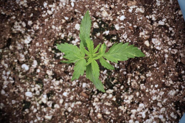 Amnesia Skunk The Zamnesia Way. Week 2 - Amnesia Skunk