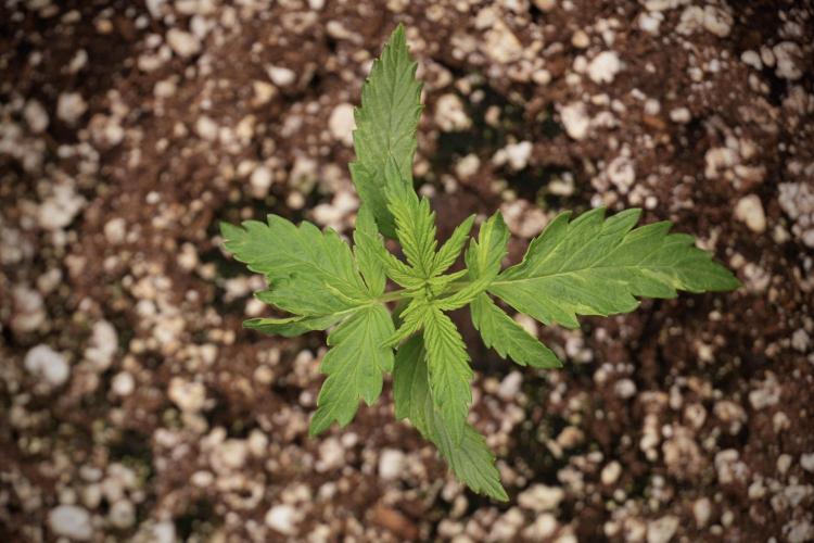 Amnesia Skunk The Zamnesia Way. Week 2 - Amnesia Skunk