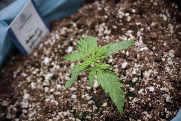 Amnesia Skunk The Zamnesia Way. Week 2 - Amnesia Skunk