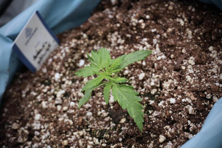 Amnesia Skunk The Zamnesia Way. Week 2 - Amnesia Skunk