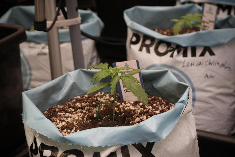 Amnesia Skunk The Zamnesia Way. Week 2 - Amnesia Skunk