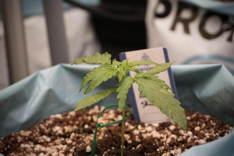 Amnesia Skunk The Zamnesia Way. Week 2 - Amnesia Skunk